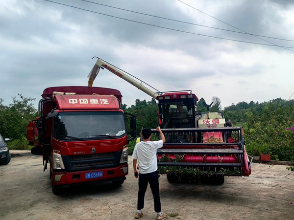 铜梁插腊村，技术怨佚在指挥收割机将粮食转往运输车。彭韦摄